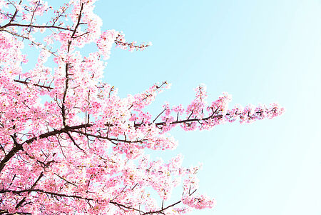 Blühe auf! 5 Wege, wie Du jetzt im Frühling Dein Licht erstrahlen lässt