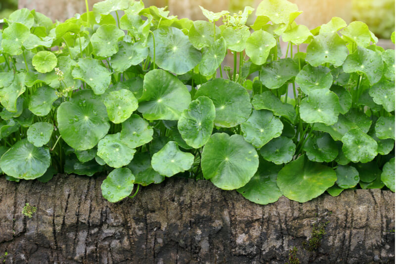 Gotu Kola - ayurvedische Kräuter