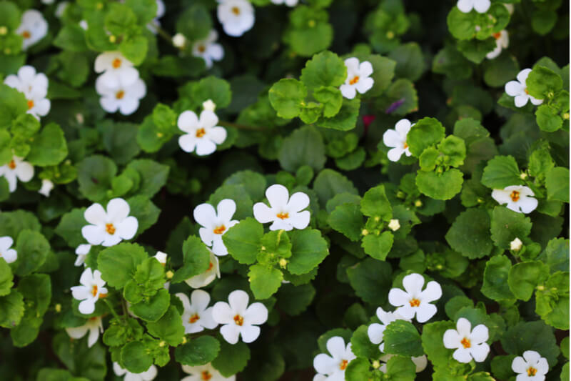Brahmi - Anwendung im Ayurveda