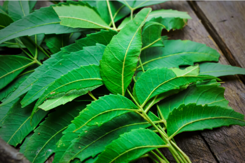 Neem - Kräuter im Ayurveda
